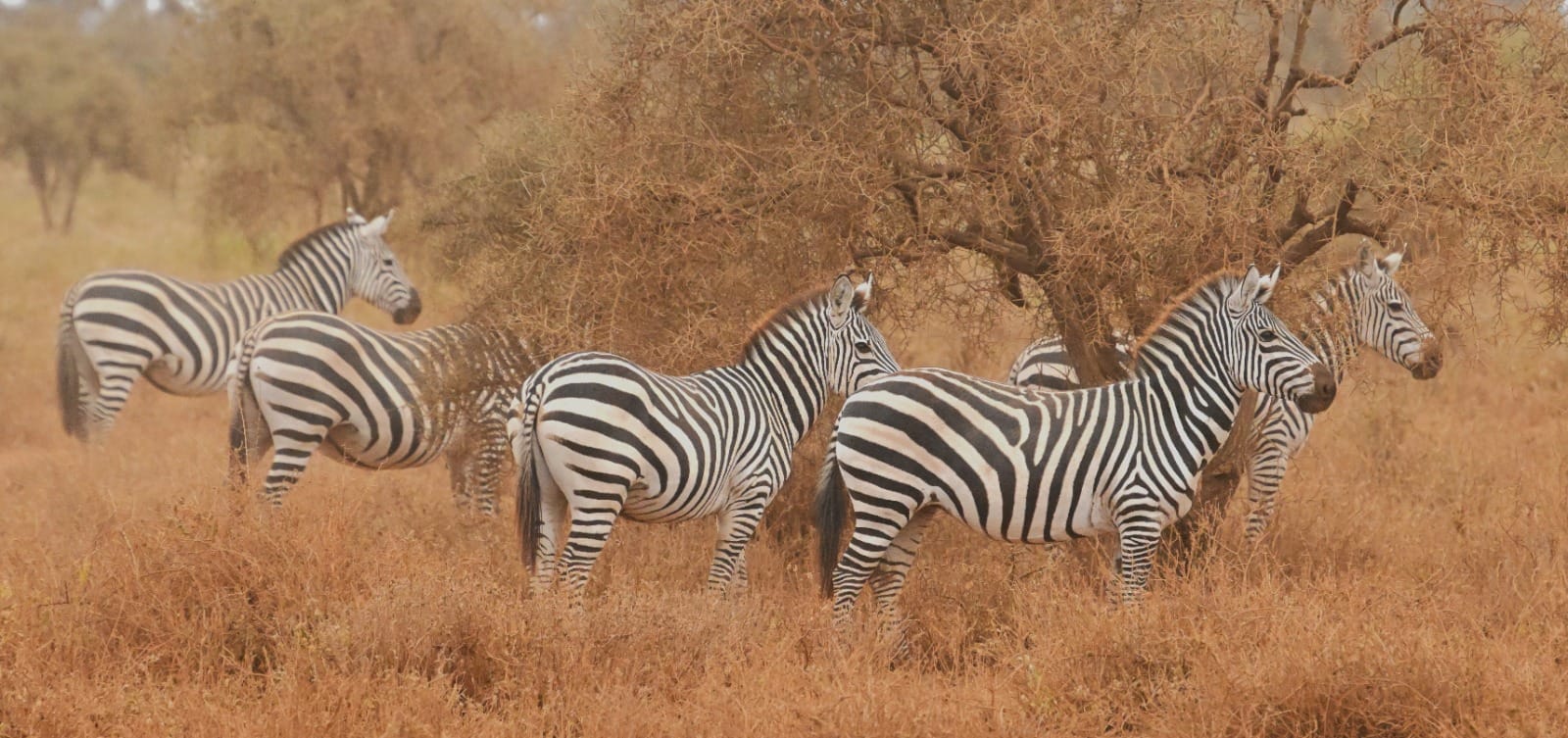 Explore Tarangire National Park with its giant baobabs and diverse wildlife